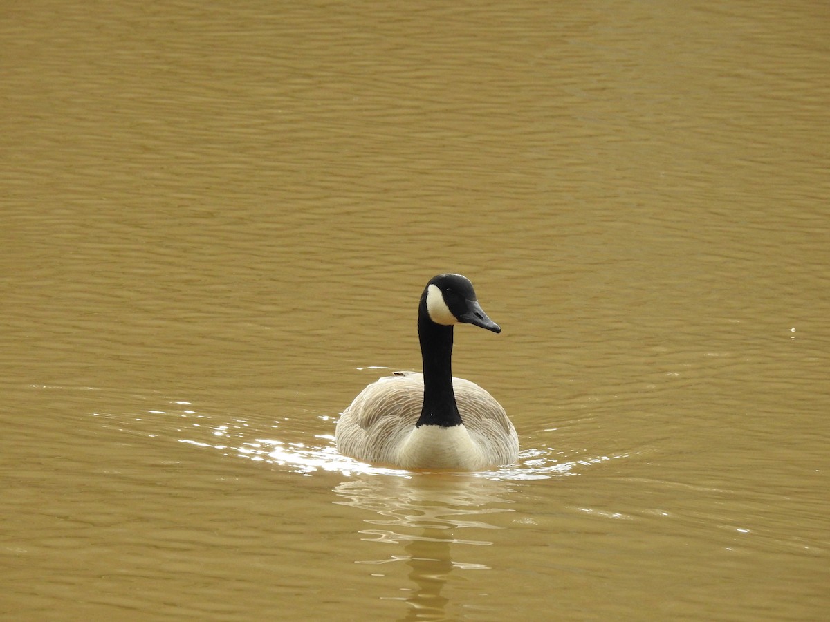 Canada Goose - ML430551781