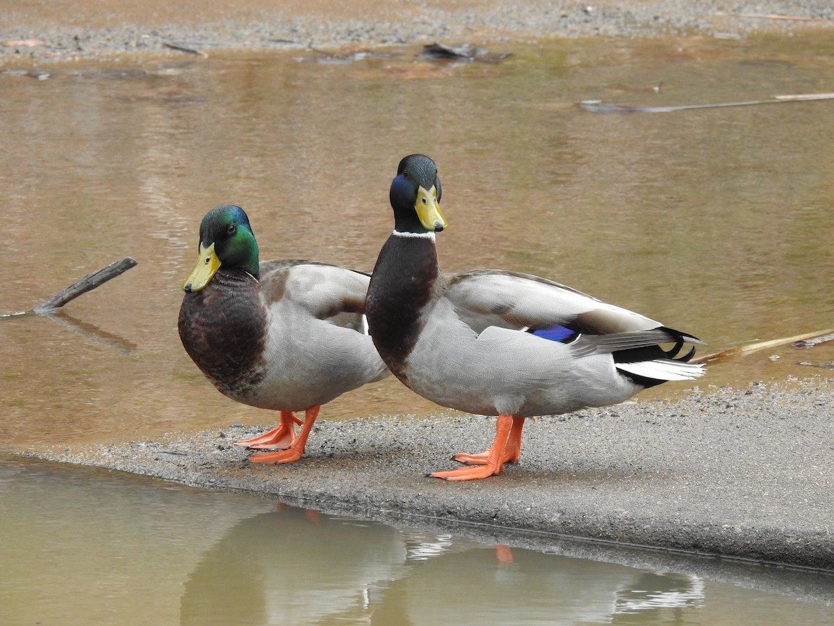 Canard colvert - ML430552371