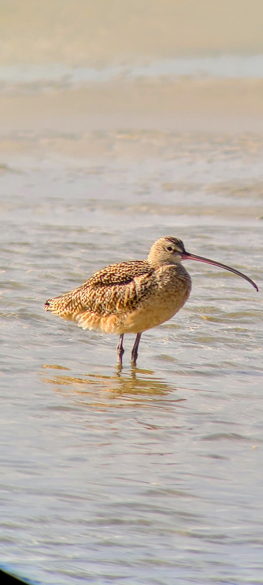 Long-billed Curlew - ML430553011