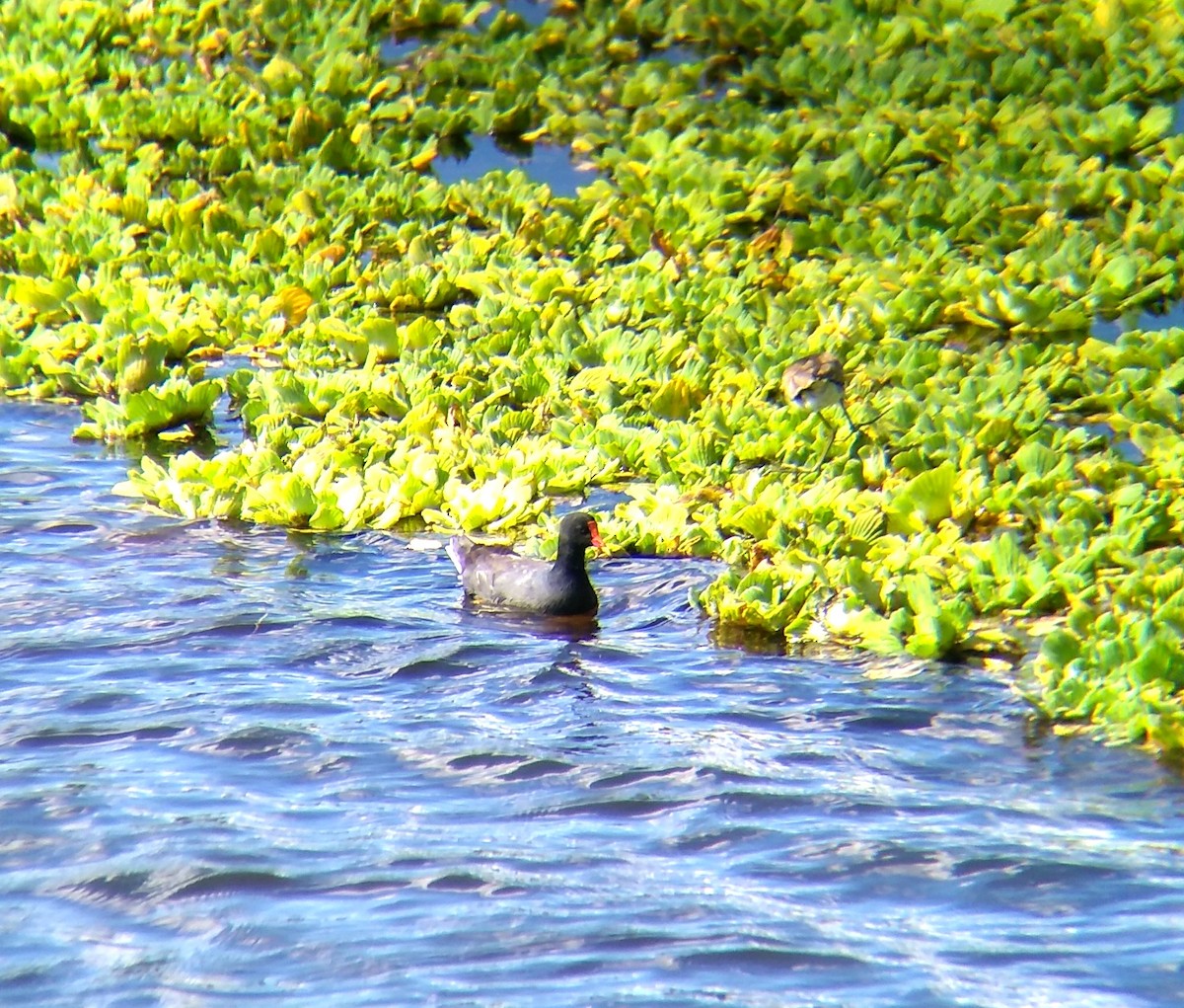 Common Gallinule - ML430553031