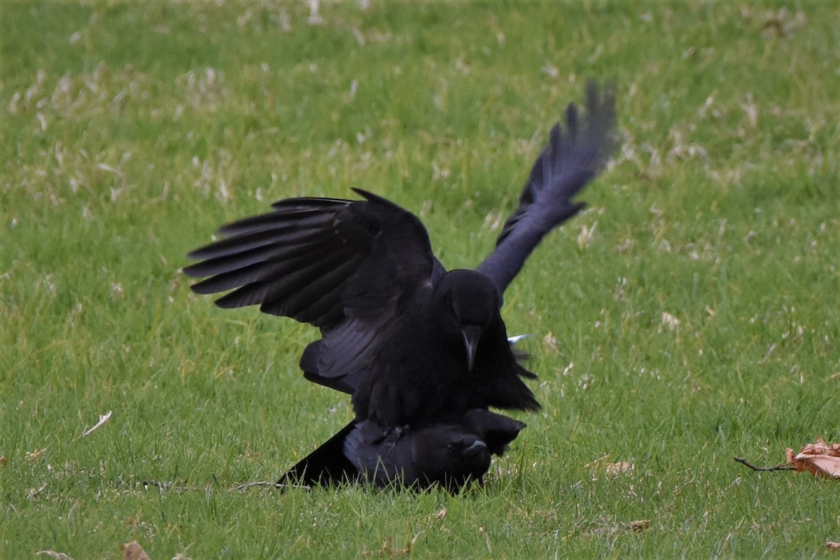 American Crow - ML430554181