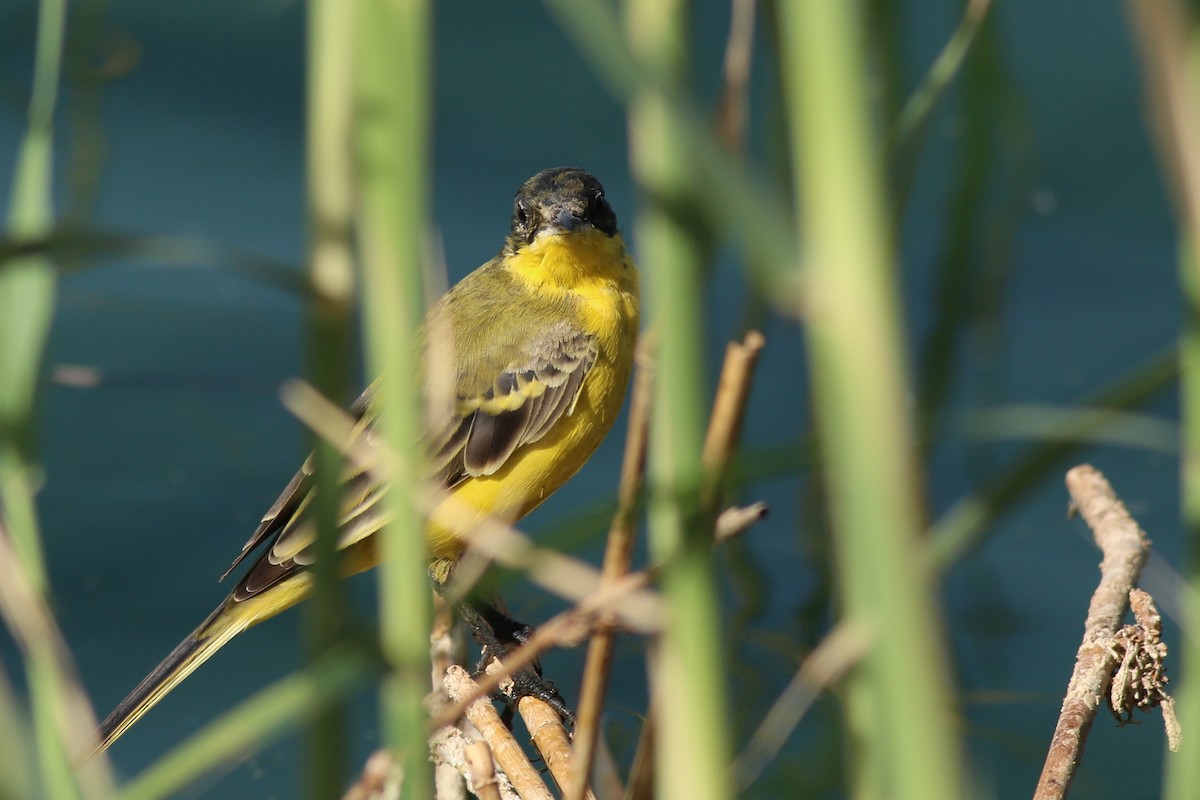 Western Yellow Wagtail (feldegg) - ML43055491