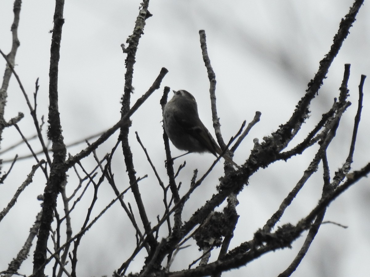 Golden-crowned Kinglet - ML430555971