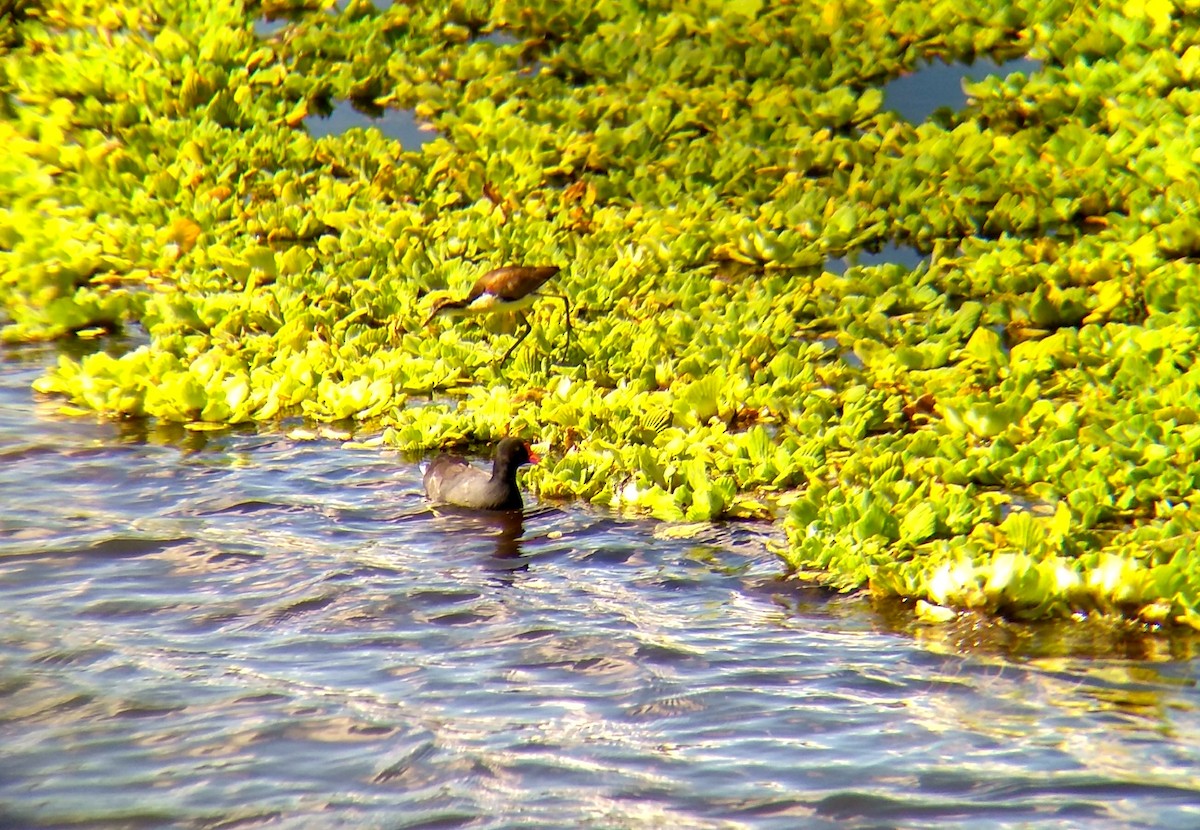 Common Gallinule - ML430556051