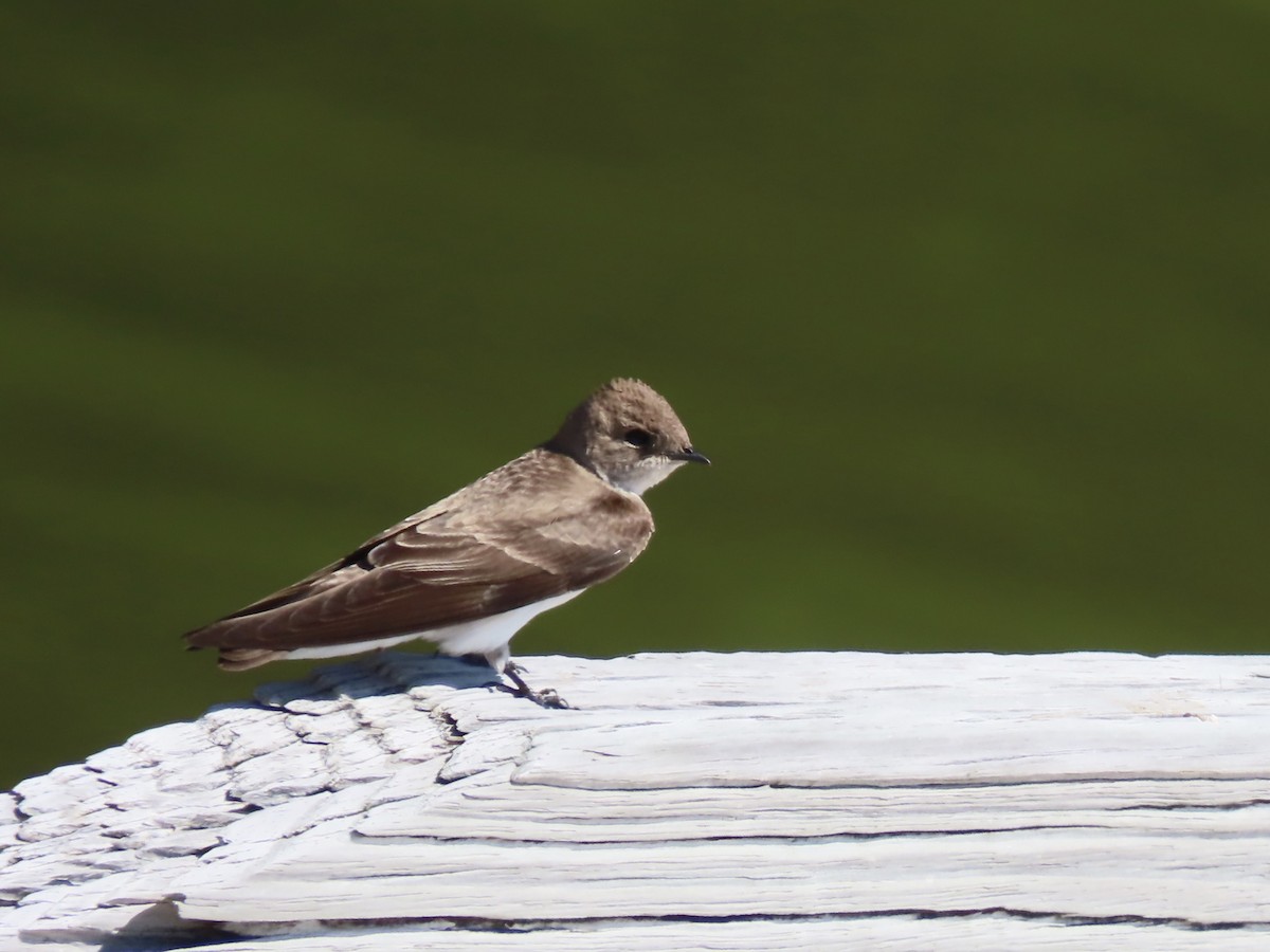 Northern Rough-winged Swallow - ML430556391