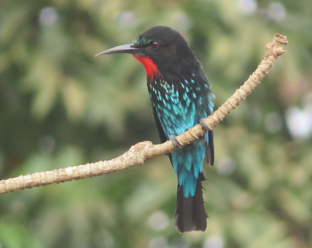 Black Bee-eater - ML430556731