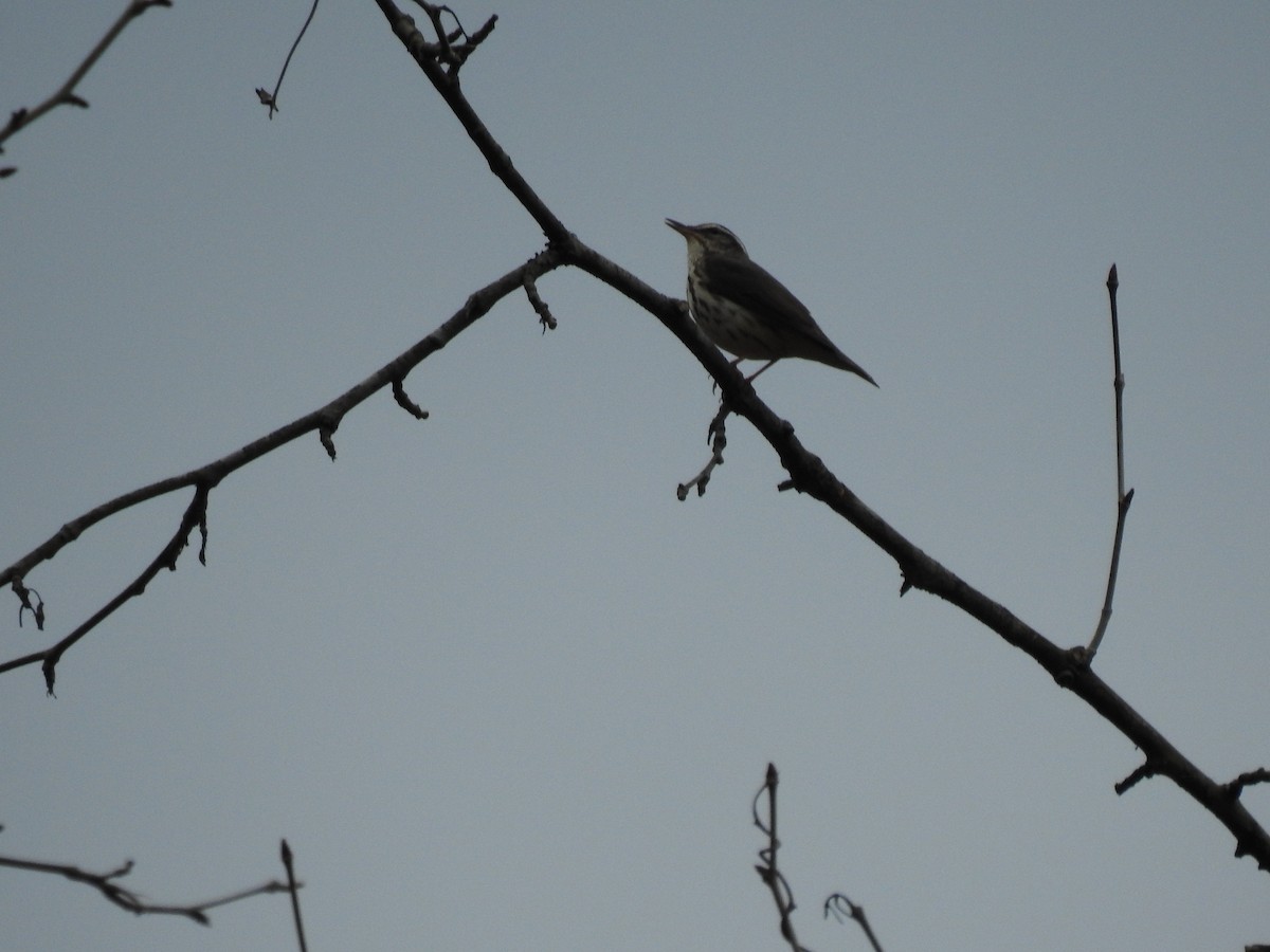 Louisiana Waterthrush - ML430557491