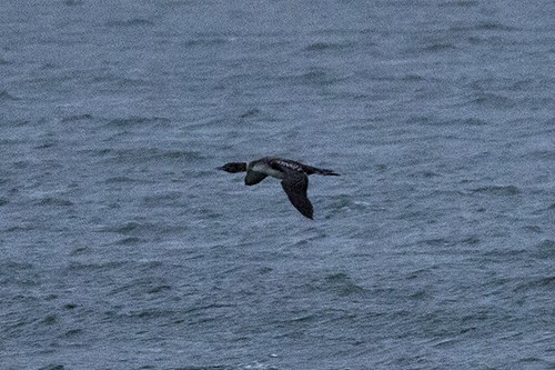 Common Loon - ML430557631