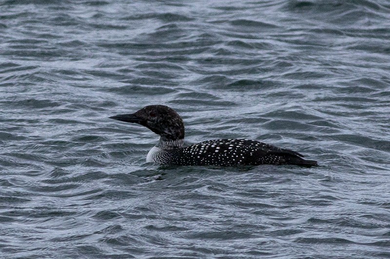 Common Loon - ML430557841