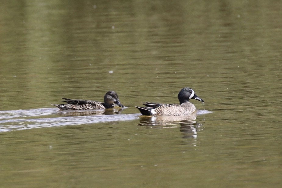 Blue-winged Teal - ML430557891