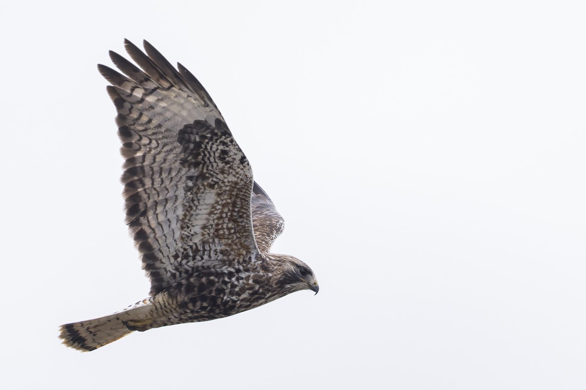Red-tailed x Rough-legged Hawk (hybrid) - Blair Dudeck