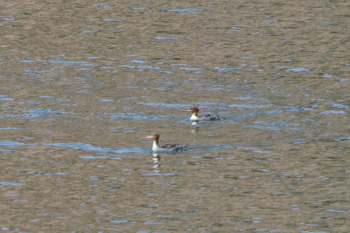 Red-breasted Merganser - ML430560431