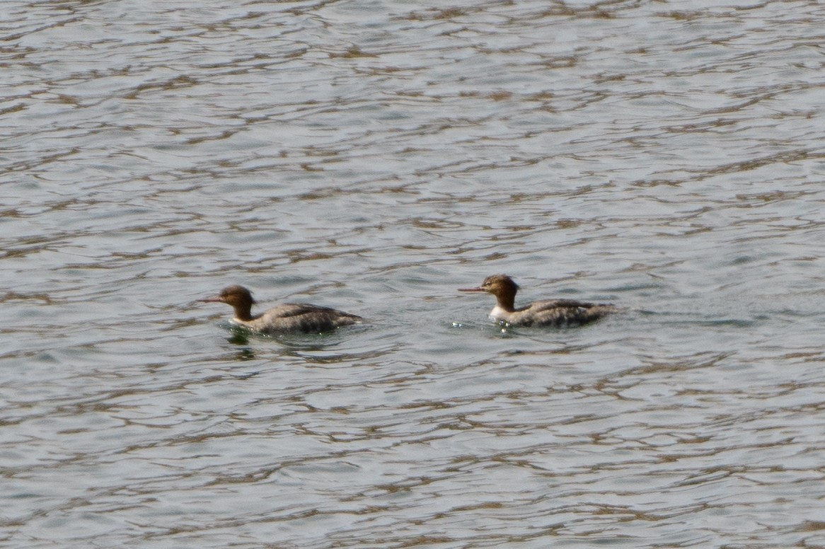 Red-breasted Merganser - ML430560601