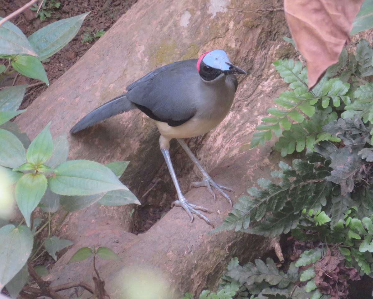 Gray-necked Rockfowl - ML430560961