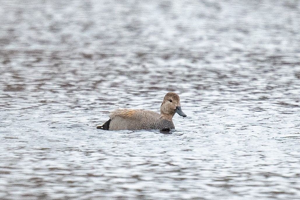 Gadwall - ML430562921