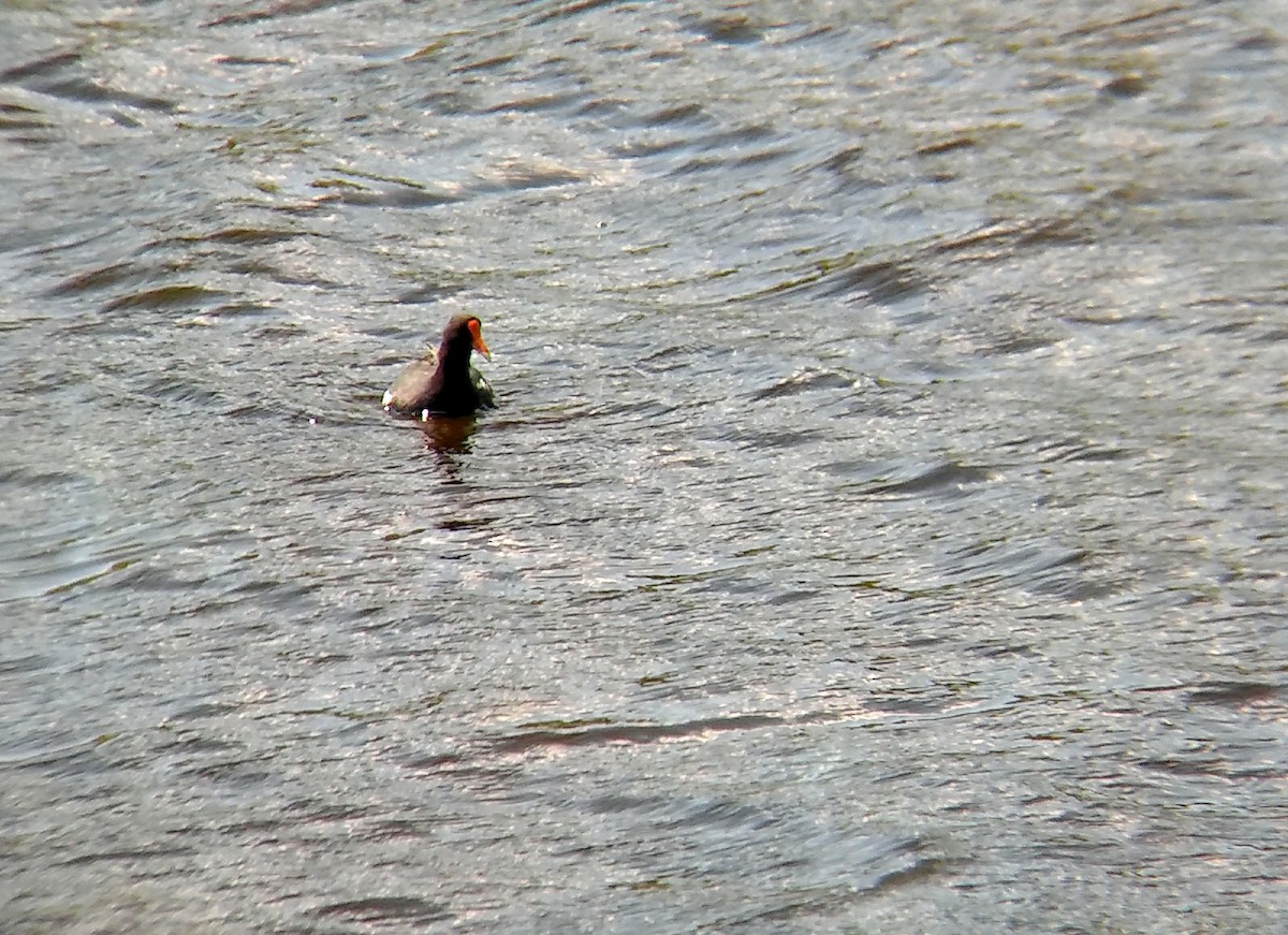 Common Gallinule - ML430564321