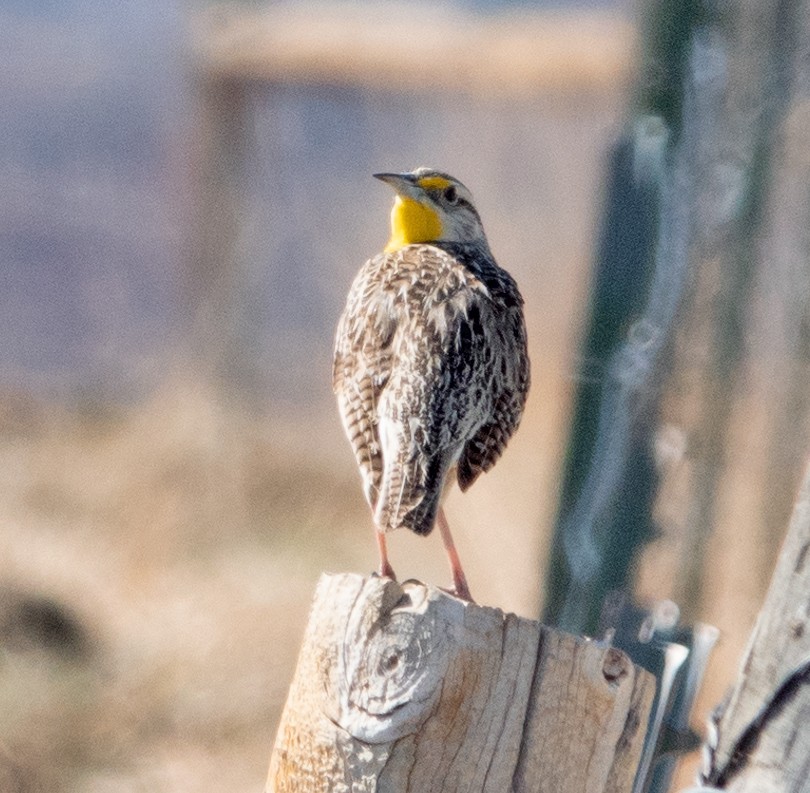 Western Meadowlark - ML430564761