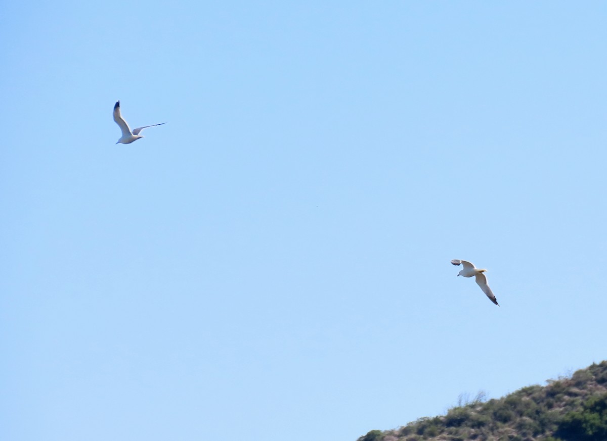 Gaviota Californiana - ML430565321