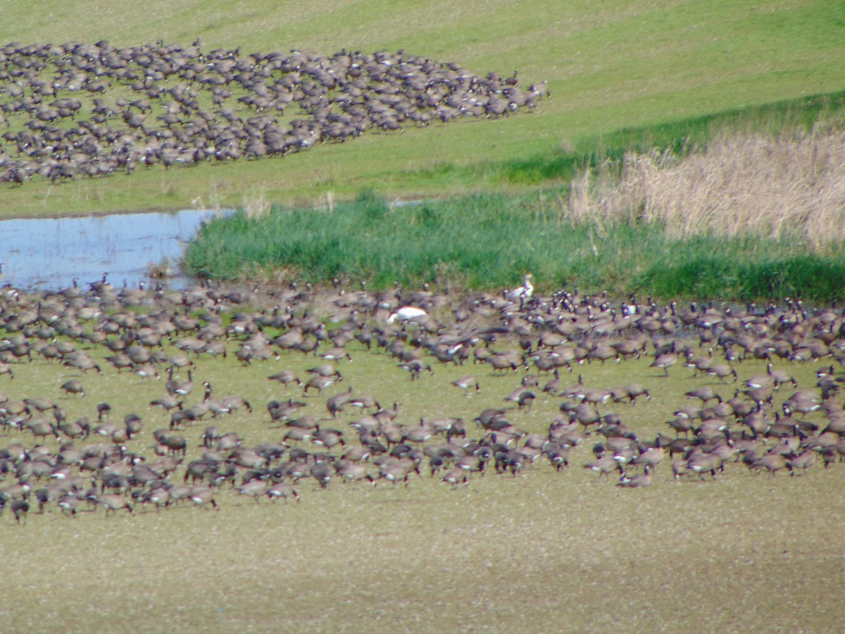 Snow Goose - ML430565641