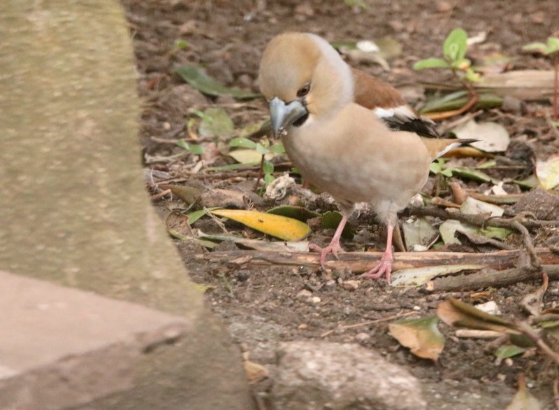 Hawfinch - ML430566791