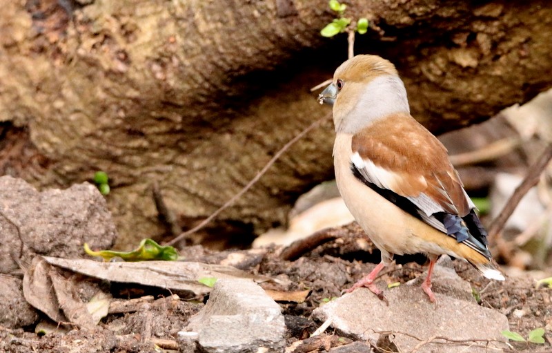 Hawfinch - ML430566801