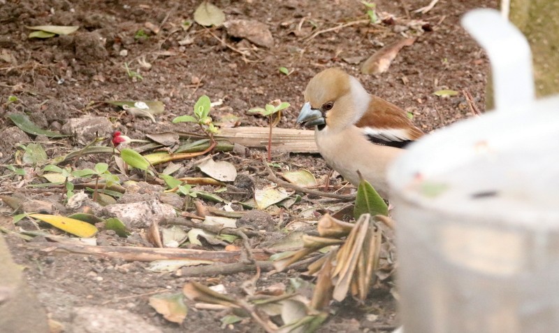 Hawfinch - ML430566811