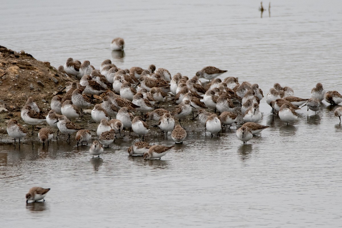 Western Sandpiper - ML430566861