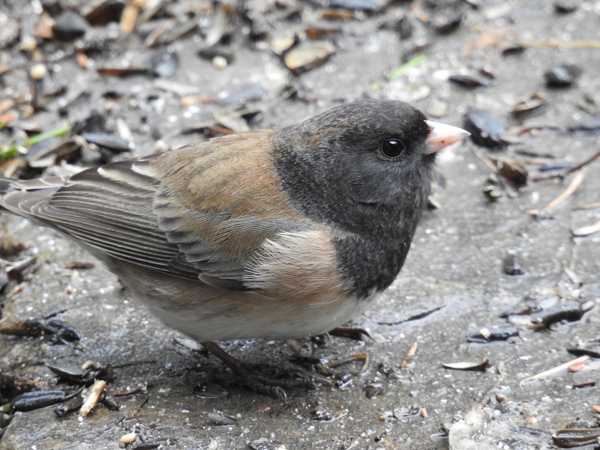 Dark-eyed Junco (Oregon) - ML430569341