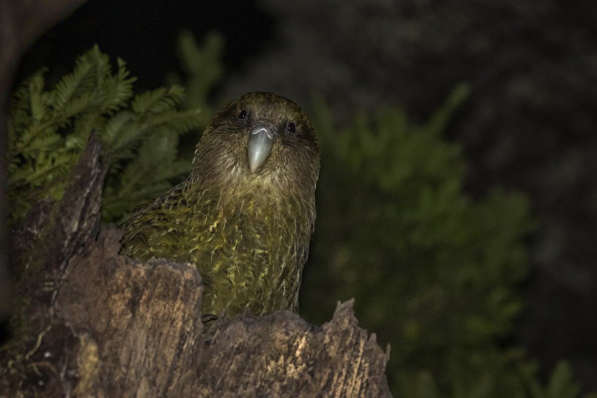 kakapo soví - ML430569651