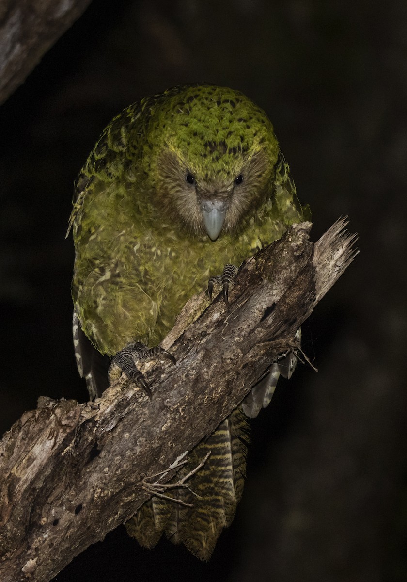 Kakapo - Oscar Thomas