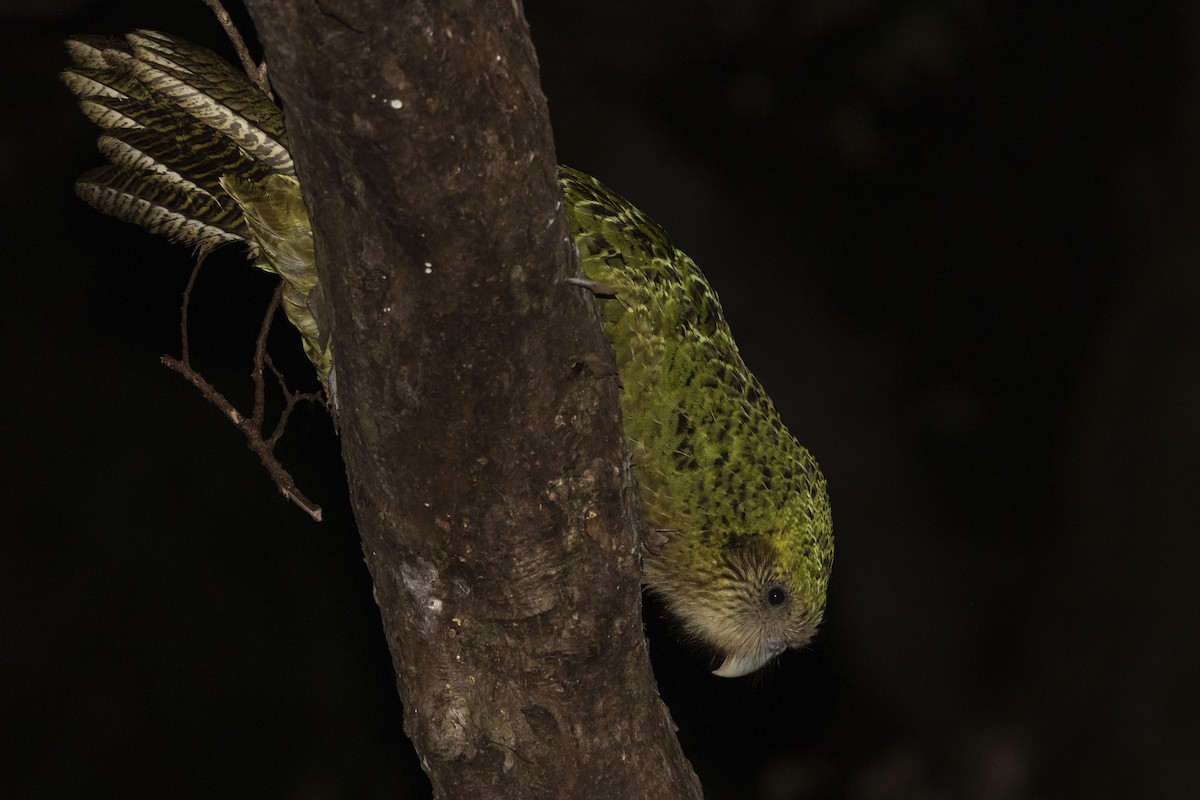kakapo soví - ML430569871