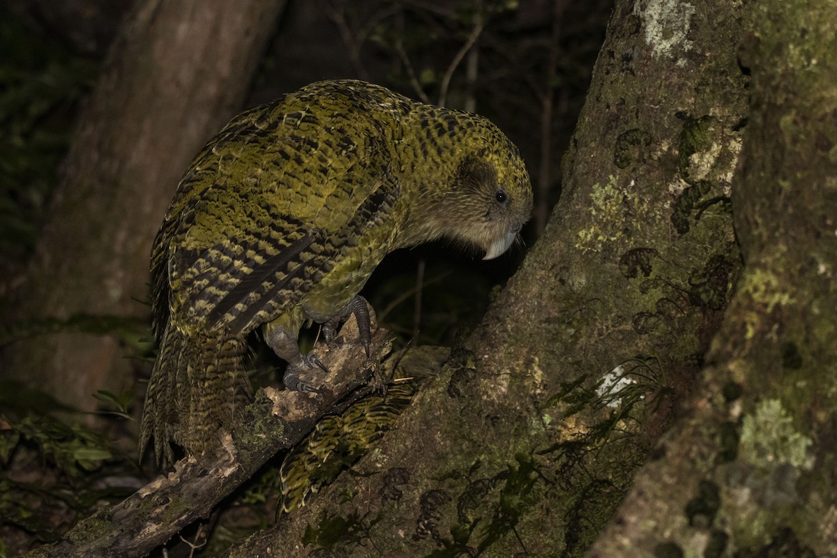 kakapo - ML430569921