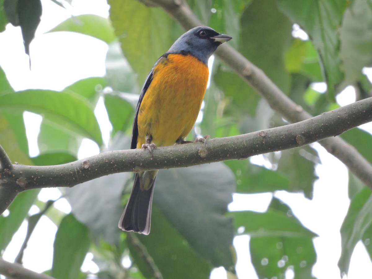 Blue-and-yellow Tanager - ML430570111