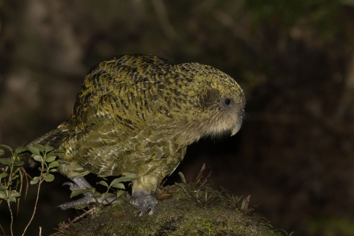 kakapo - ML430570151