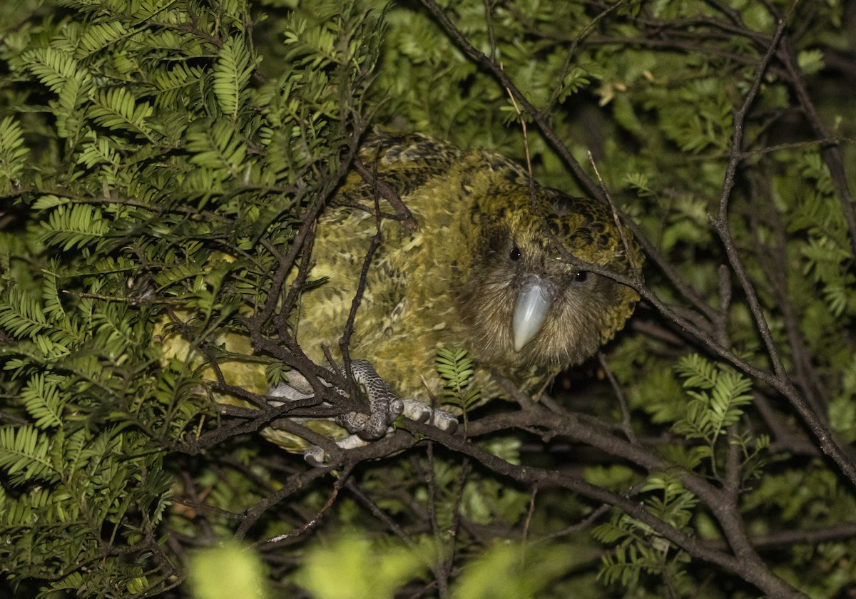 Kakapo - Oscar Thomas