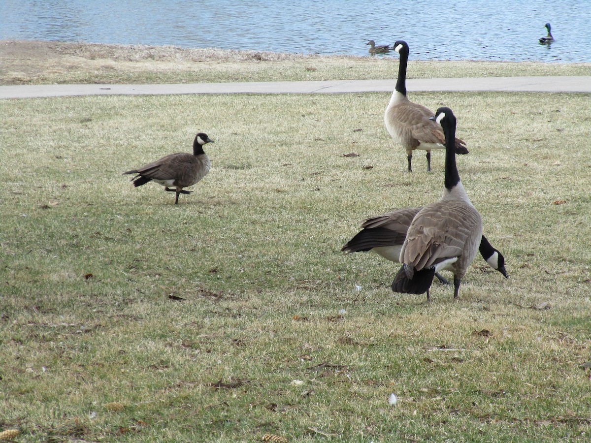 Cackling Goose - ML430570361