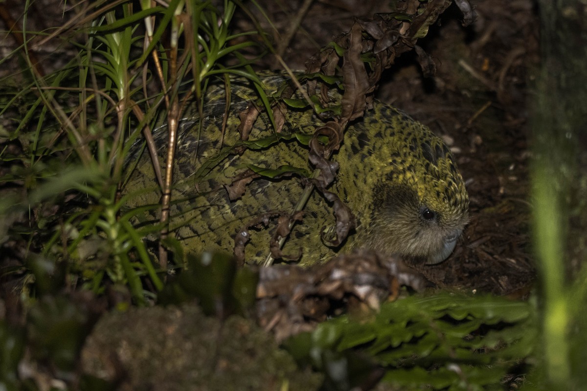 Strigops kakapo - ML430570711