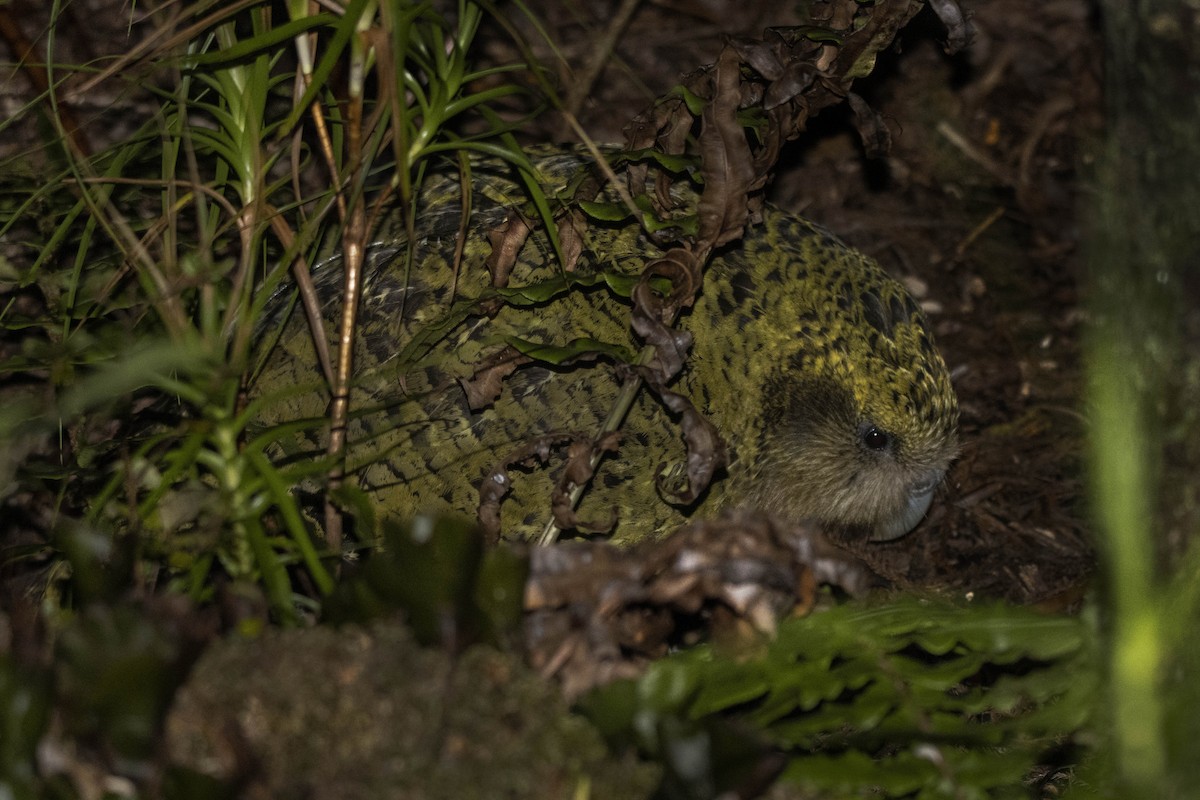 kakapo - ML430570711