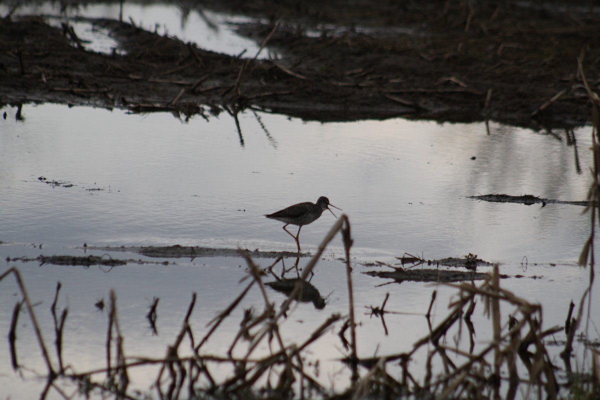Greater Yellowlegs - ML430570841