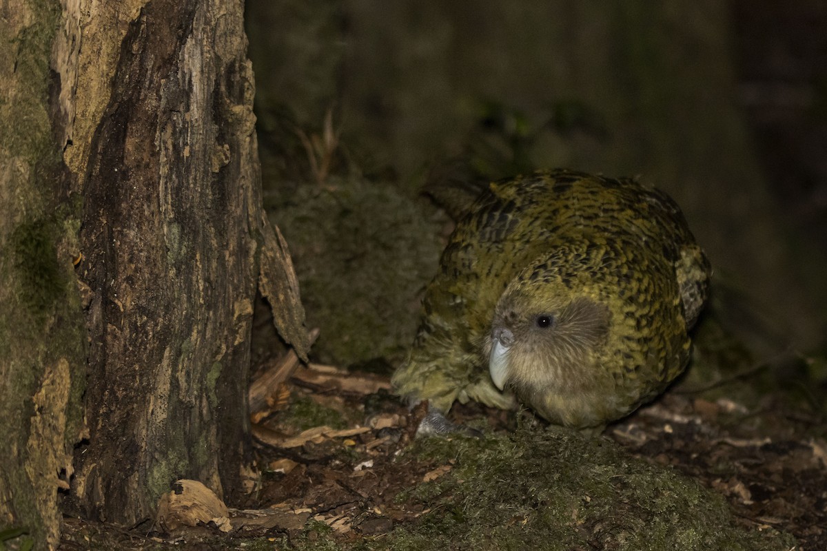 Kakapo - Oscar Thomas