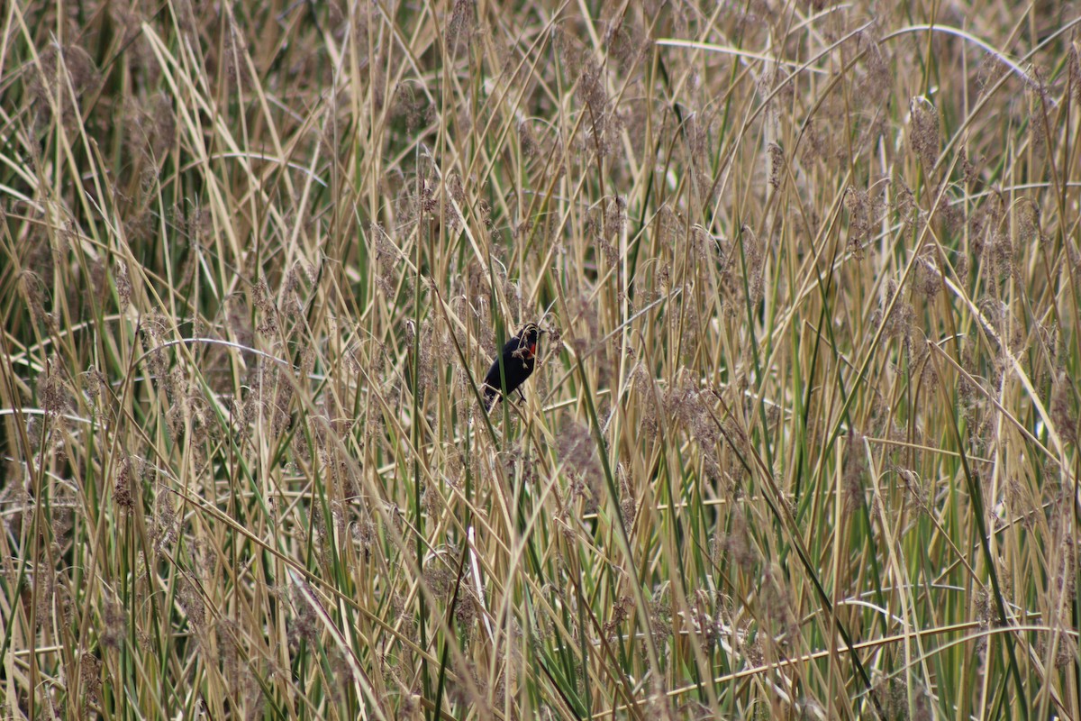 Red-winged Blackbird - ML430570971