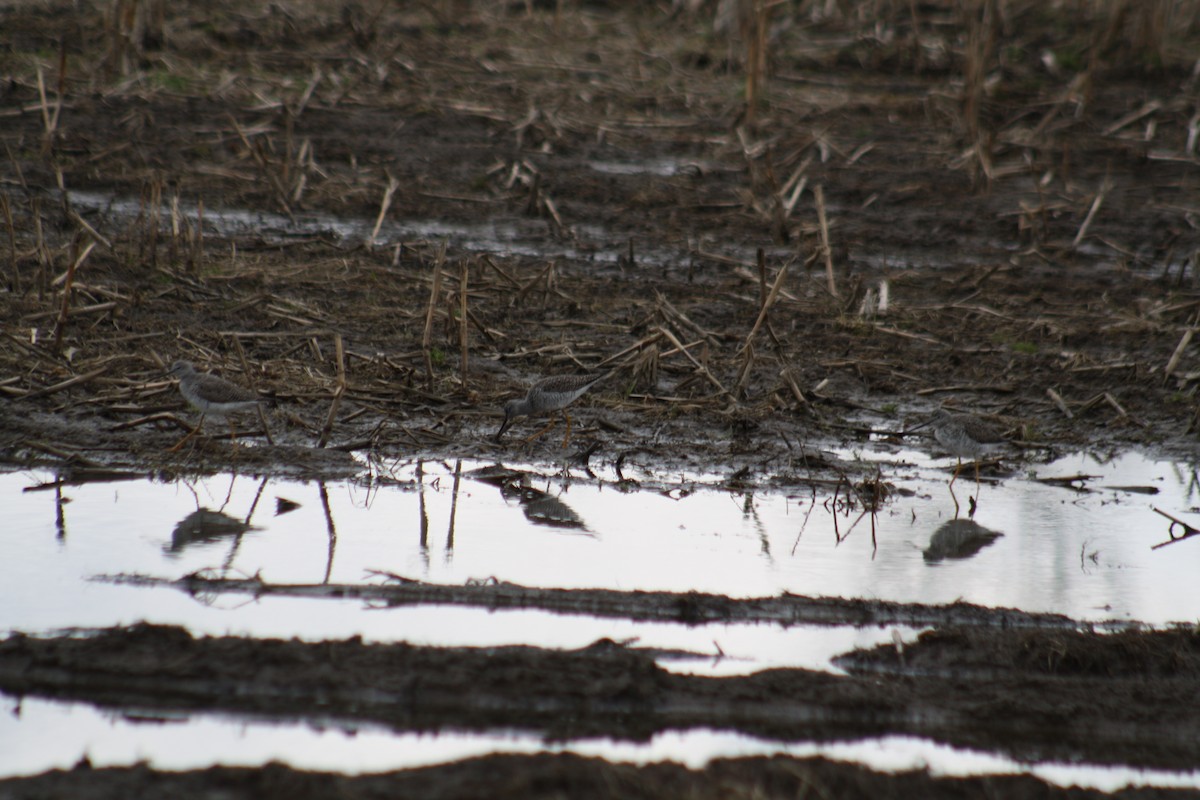 Greater Yellowlegs - ML430571041