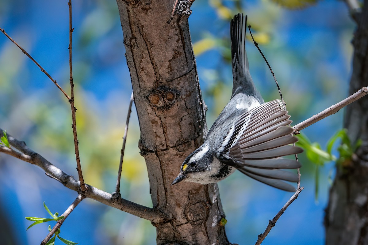 Black-throated Gray Warbler - Shawn Cooper