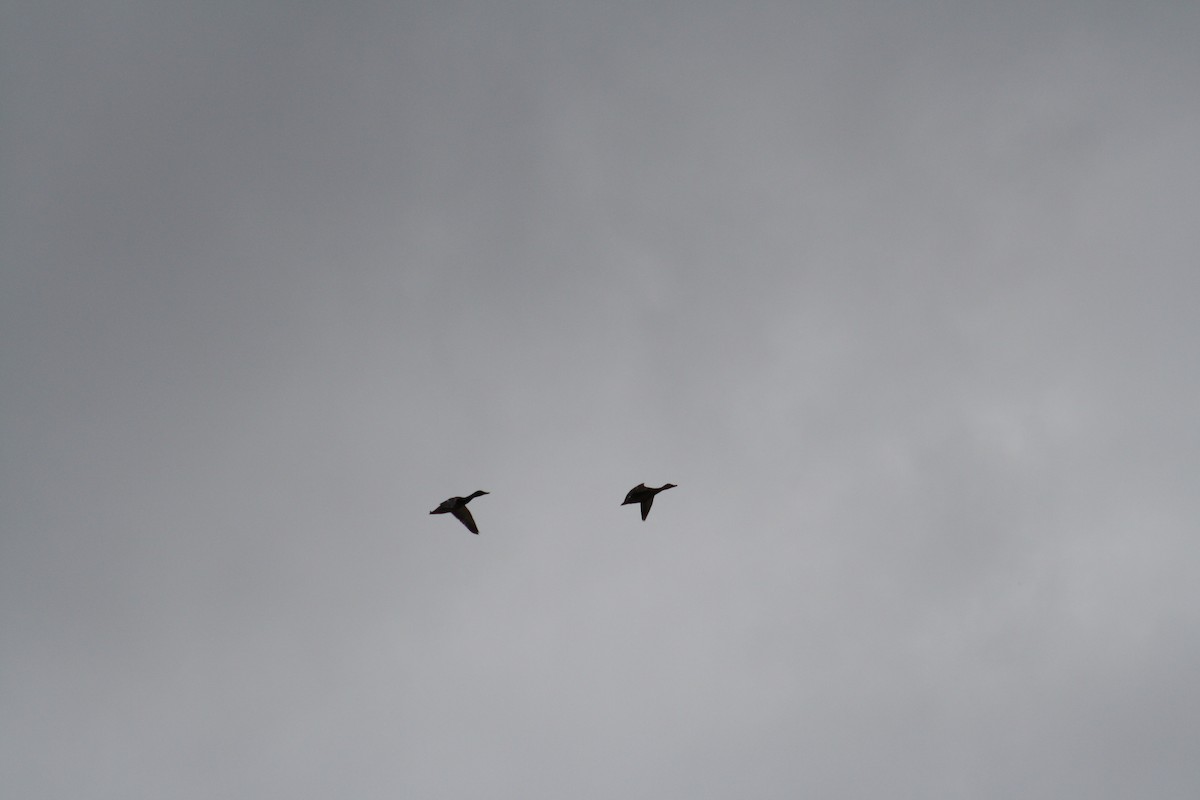 Mallard - ML430571381