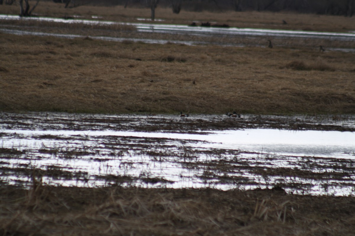 Northern Shoveler - ML430571441