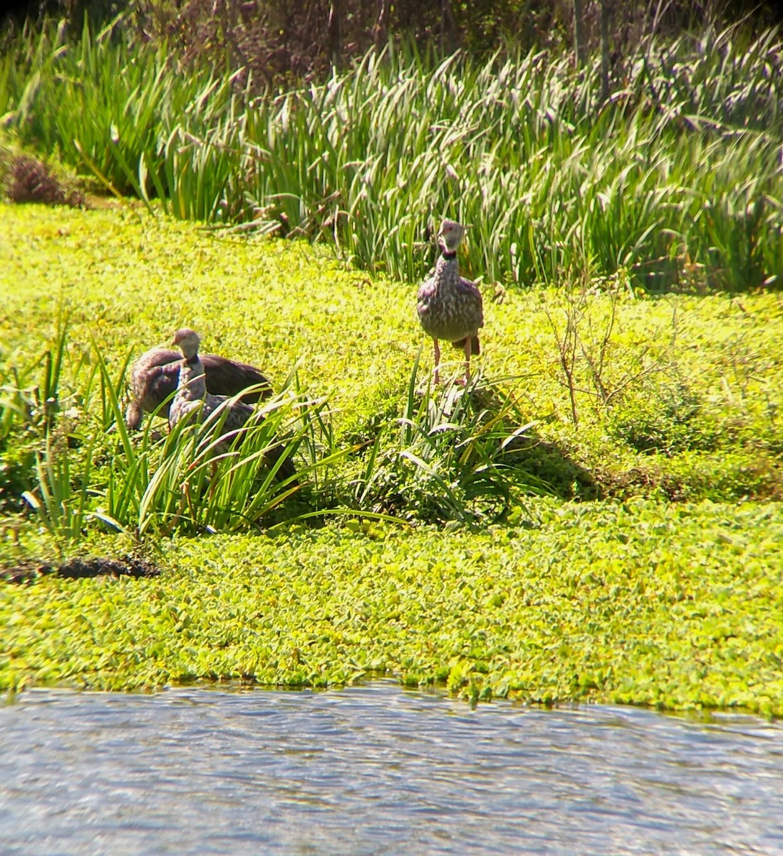 Southern Screamer - ML430571671