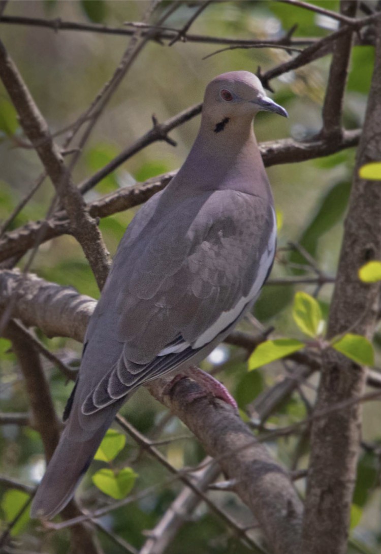 White-winged Dove - ML430571831