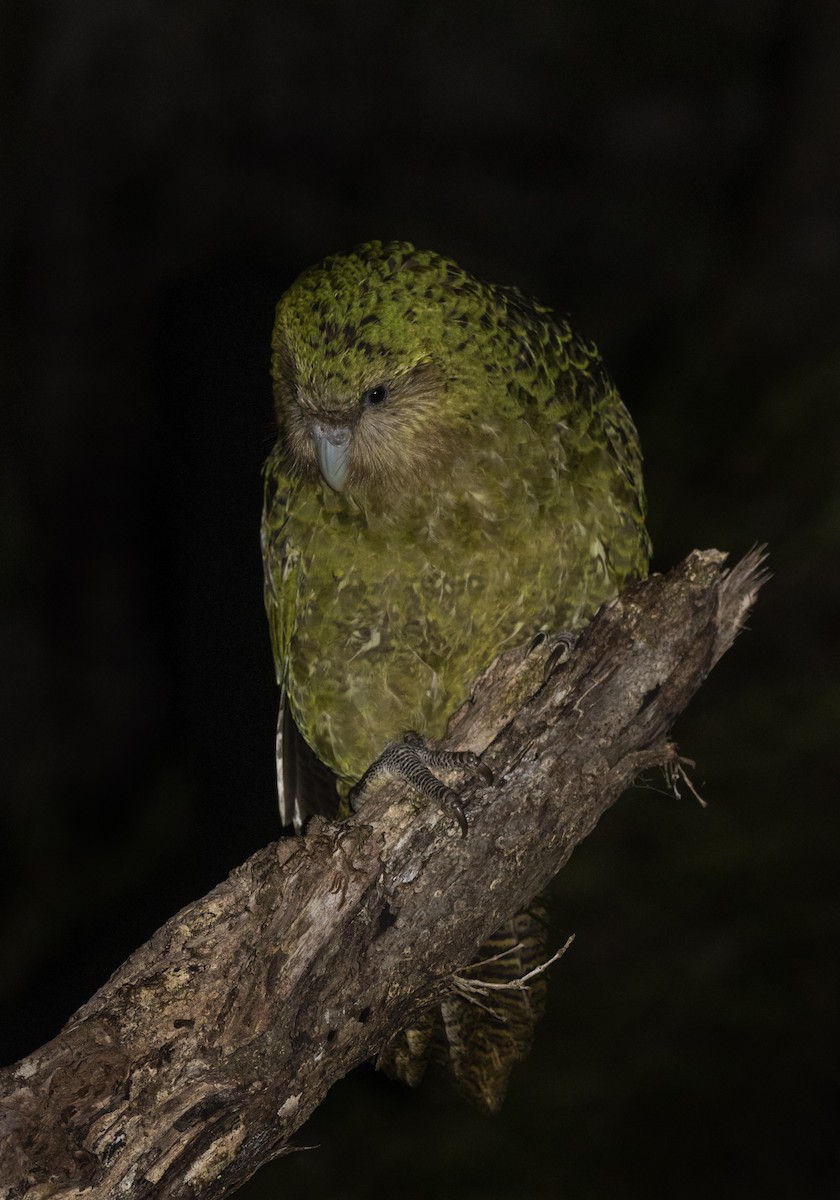 フクロウオウム - ML430572101