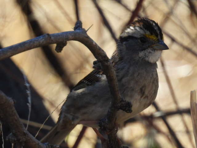 White-throated Sparrow - ML430572191