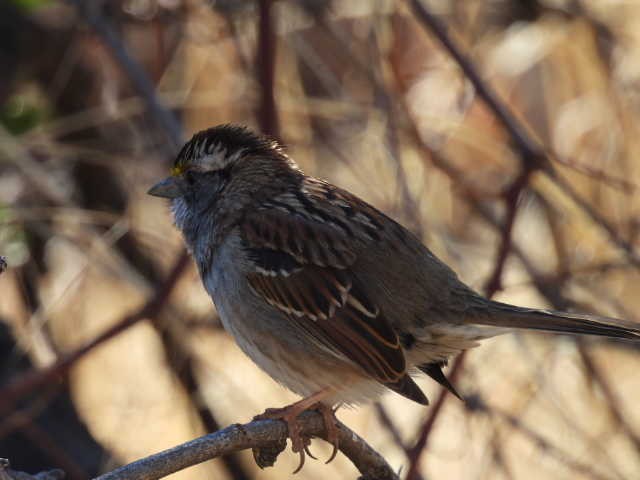 White-throated Sparrow - ML430572301